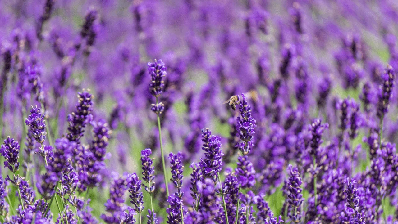 Lavender